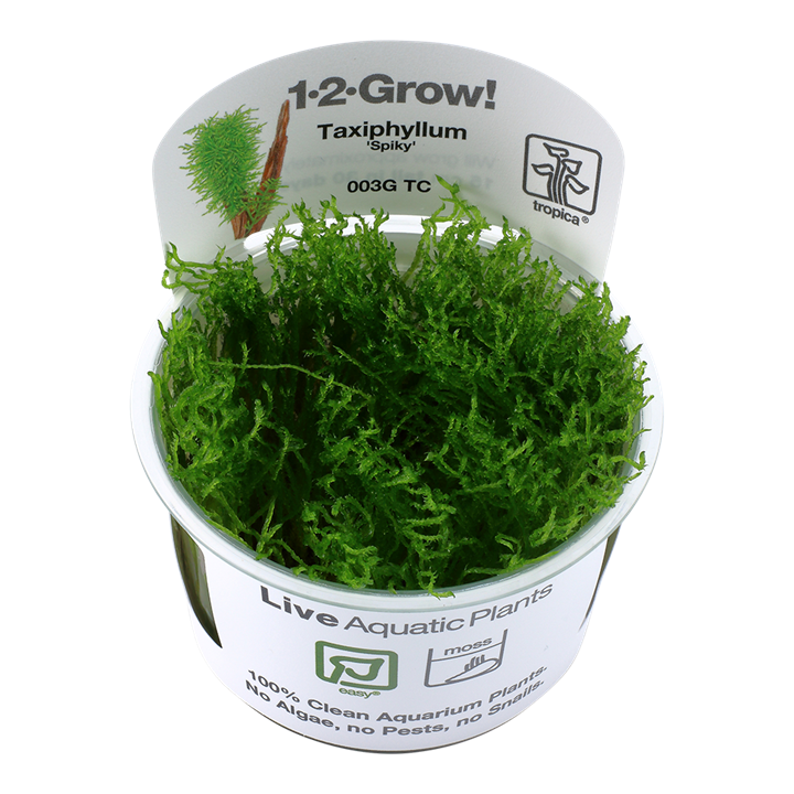 Tropica 1•2•Grow! - Taxiphyllum sp. 'Spiky Moss'