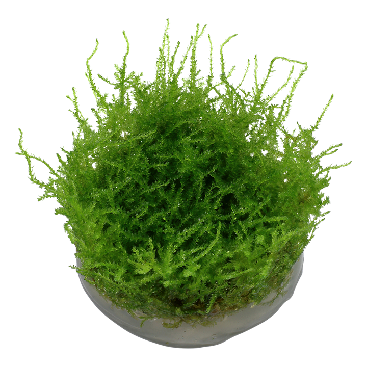 Tropica 1•2•Grow! - Vesicularia montagnei 'Christmas Moss'