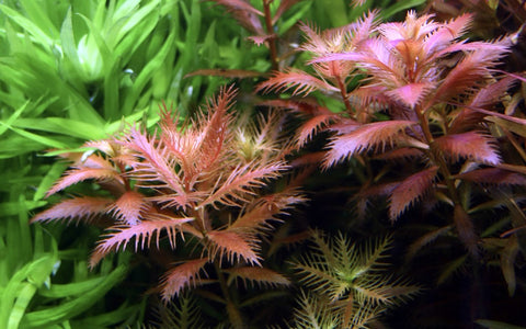 Tropica 1•2•Grow! - Proserpinaca palustris 'Cuba'