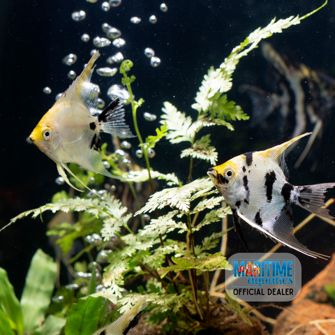 Angelfish Extra Large Assorted (Pterophyllum scalare)