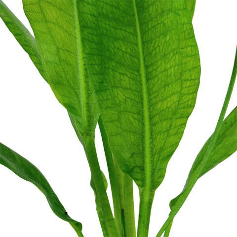 Tropica Potted - Echinodorus grisebachii 'Bleherae'