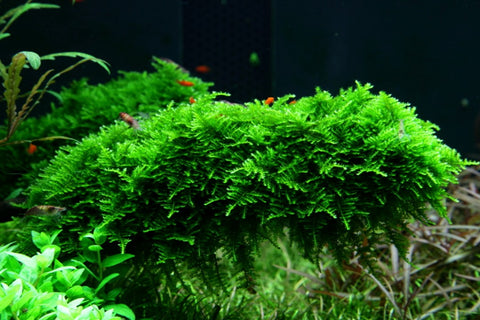 Tropica 1•2•Grow! - Vesicularia montagnei 'Christmas Moss'