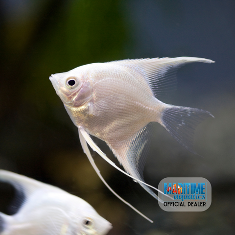 Angelfish Extra Large Assorted (Pterophyllum scalare)