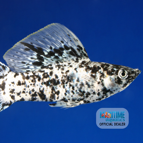 Molly Assorted Sailfin (Poecilia latipinna)