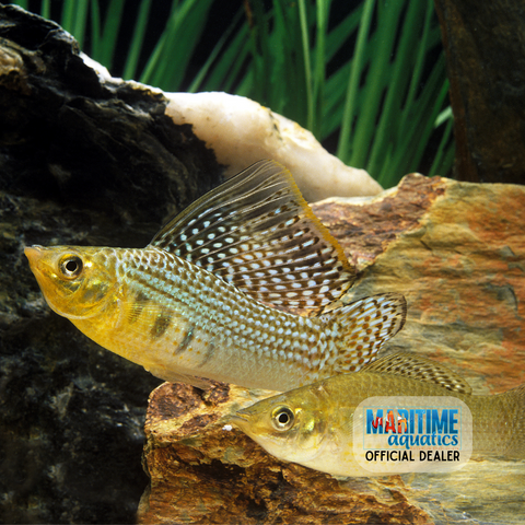 Molly Assorted Sailfin (Poecilia latipinna)