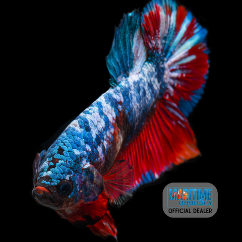 Betta HMPK Koi (Betta imbellis)