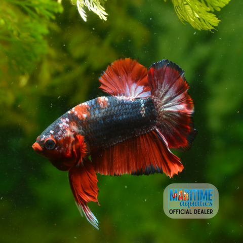 Betta HMPK Koi (Betta imbellis)