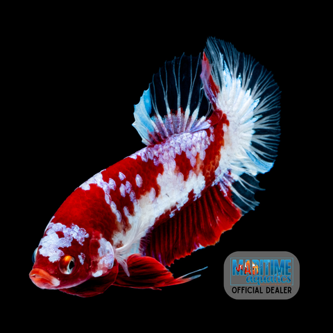 Betta HMPK Koi (Betta imbellis)