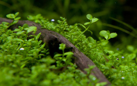 Tropica 1•2•Grow! - Micranthemum tweediei 'Monte Carlo'