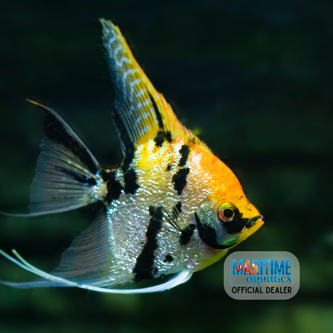 Angelfish Extra Large Assorted (Pterophyllum scalare)