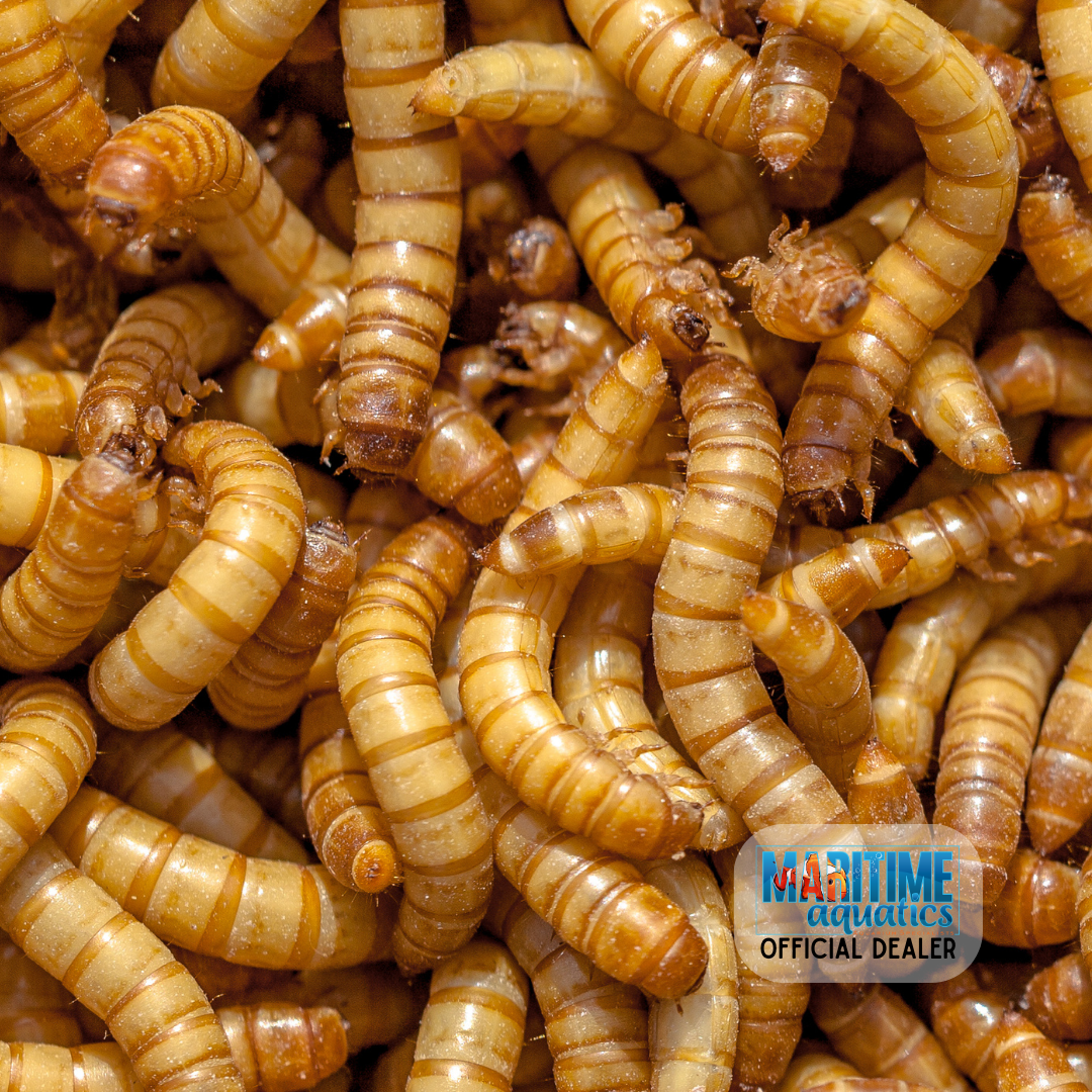 Mealworms - Pre-Order Bulk