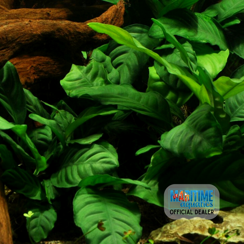 Anubias barteri 'Coffeifolia' (Terracotta Pot)