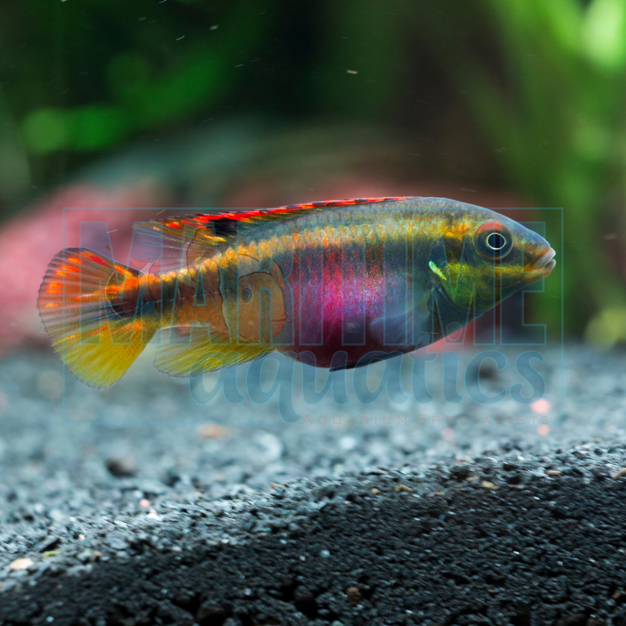 Cichlid Kribensis (Pelvicachromis pulcher) - Juvenile