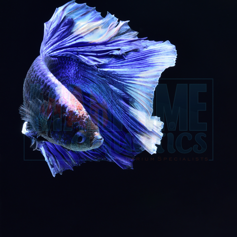 Betta Super Delta (Betta splendens)
