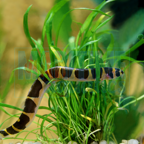 Loach Kuhli (Pangio kuhlii)