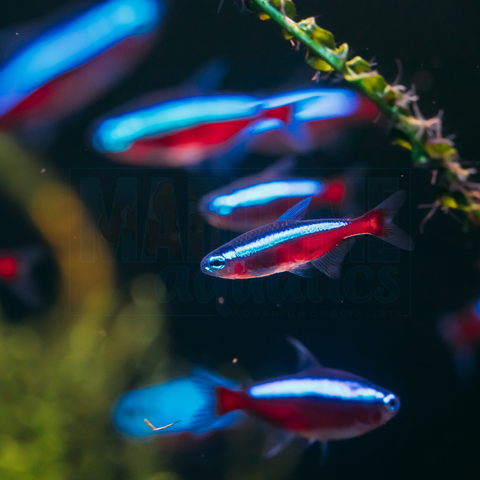 Tetra Cardinal (Paracheirodon axelrodi)