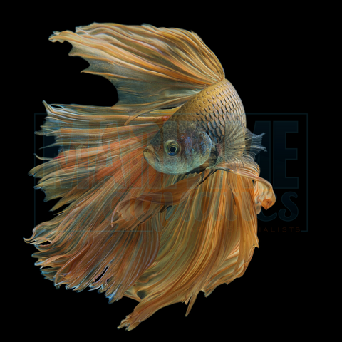 Betta Super Delta (Betta splendens)
