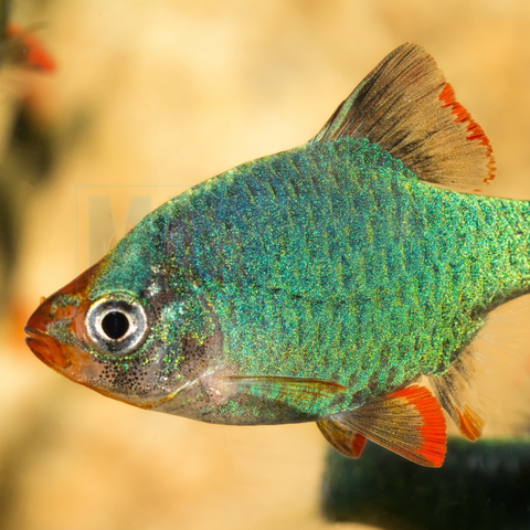 Barb Green Tiger (Puntius anchisporus)