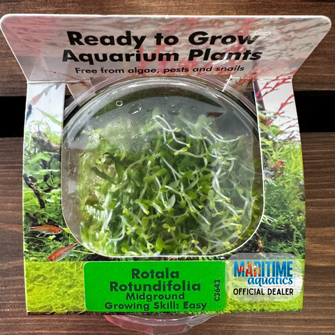 Tissue Culture Rotala rotundifolia