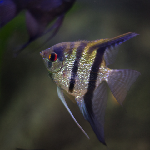 Angelfish Small Assorted (Pterophyllum scalare)