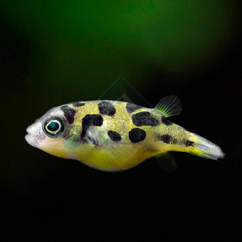Puffer Yellow Dwarf Pea (Carinotetraodon travancoricus)