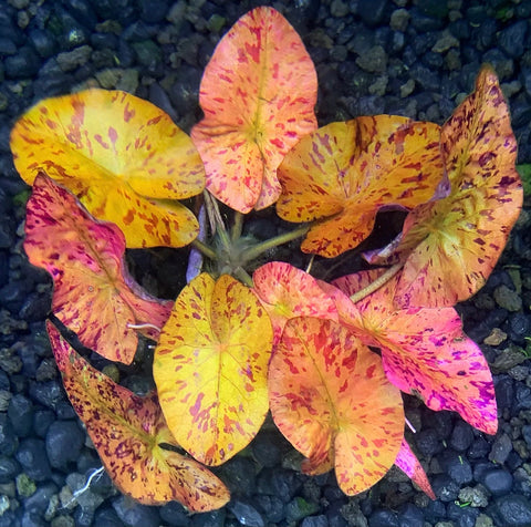 Nymphaea 'Tiger Lotus Red' (Pot)
