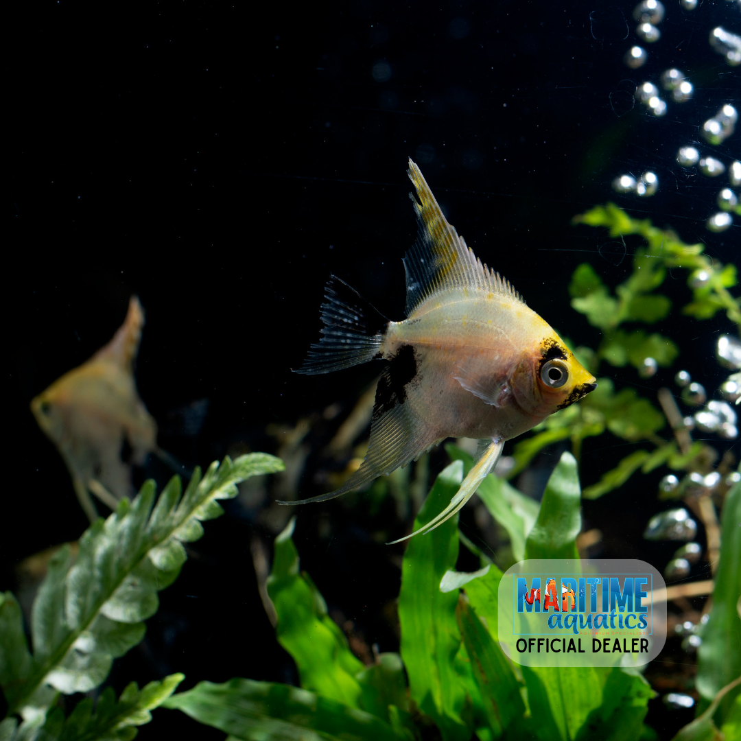 Assorted Fancy Angelfish Angelfish Extra Large Assorted (Pterophyllum scalare) – Summit Pets