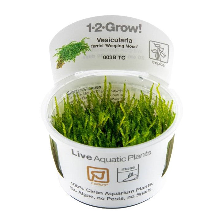 Tropica 1•2•Grow! - Vesicularia ferriei 'Weeping Moss'