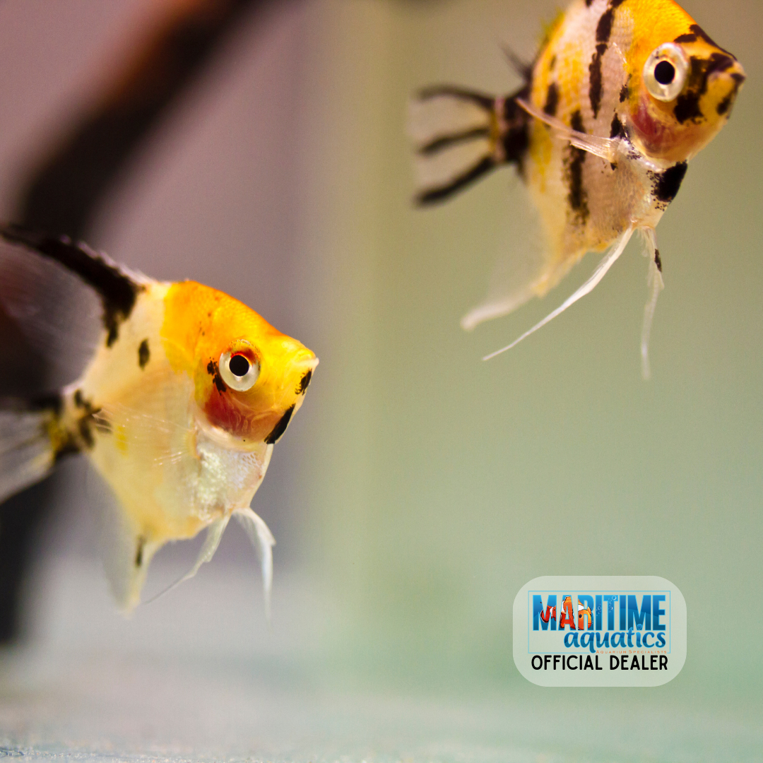 Assorted Fancy Angelfish Angelfish Extra Large Assorted (Pterophyllum scalare) – Summit Pets