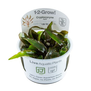 Tropica 1•2•Grow! - Cryptocoryne nurii