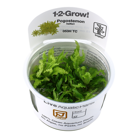 Tropica 1•2•Grow! - Pogostemon helferi