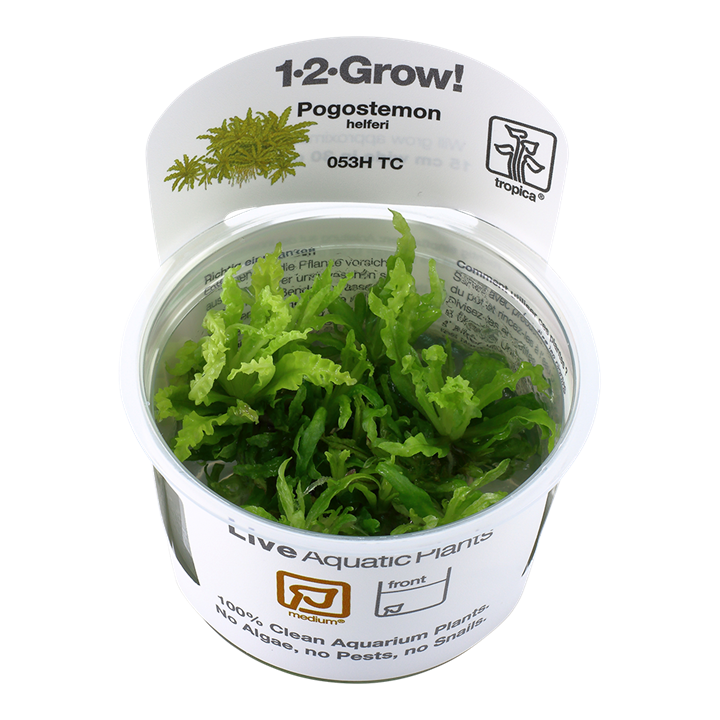 Tropica 1•2•Grow! - Pogostemon helferi