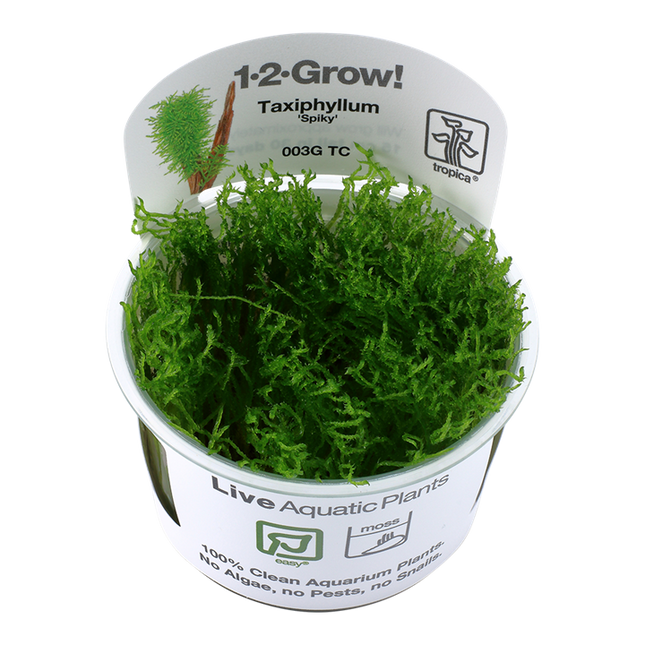 Tropica 1•2•Grow! - Taxiphyllum sp. 'Spiky Moss'
