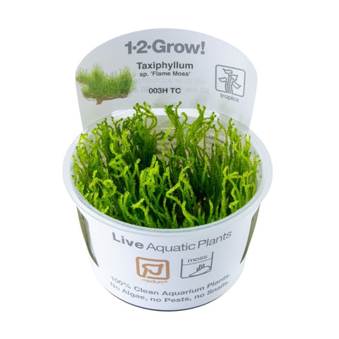 Tropica 1•2•Grow! - Taxiphyllum sp. ’Flame Moss’
