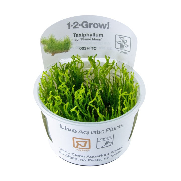 Tropica 1•2•Grow! - Taxiphyllum sp. ’Flame Moss’