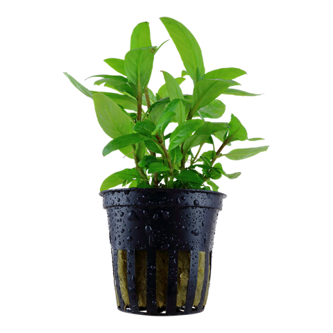Tropica Potted - Staurogyne repens