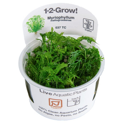 Tropica 1•2•Grow! - Myriophyllum mattogrossense