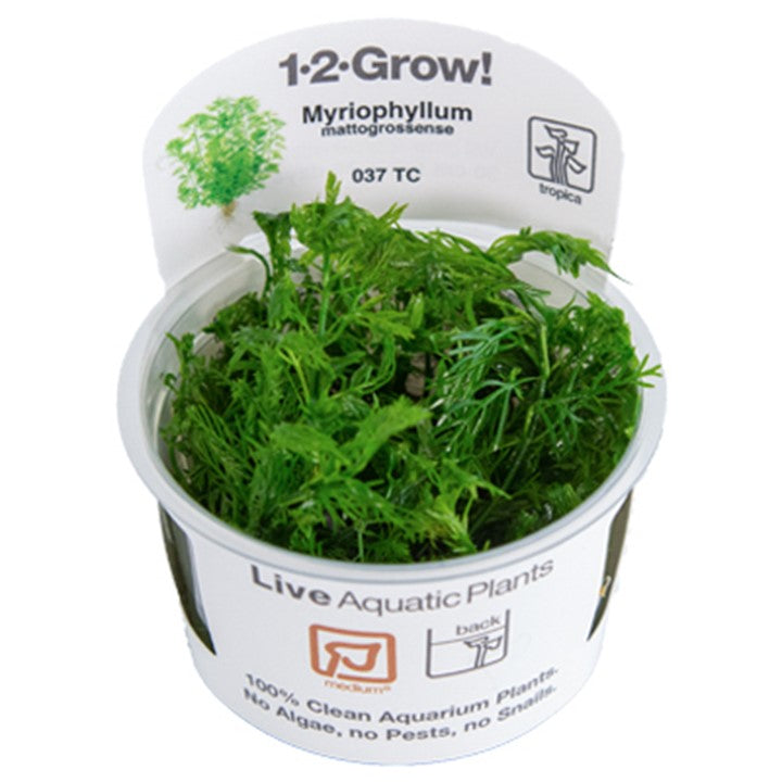 Tropica 1•2•Grow! - Myriophyllum mattogrossense