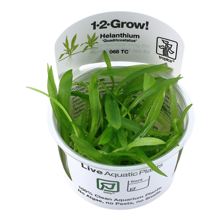Tropica 1•2•Grow! - Helanthium bolivianum 'Quadricostatus'