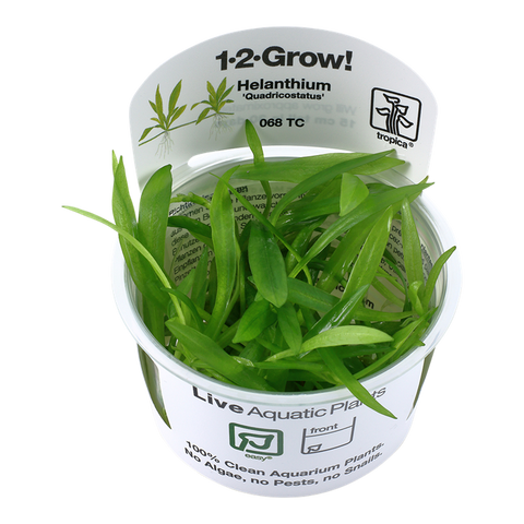 Tropica 1•2•Grow! - Helanthium bolivianum 'Quadricostatus'