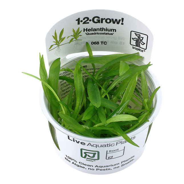 Tropica 1•2•Grow! - Helanthium bolivianum 'Quadricostatus'