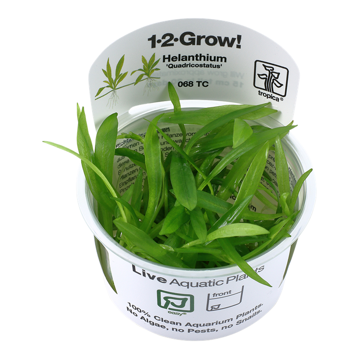 Tropica 1•2•Grow! - Helanthium bolivianum 'Quadricostatus'