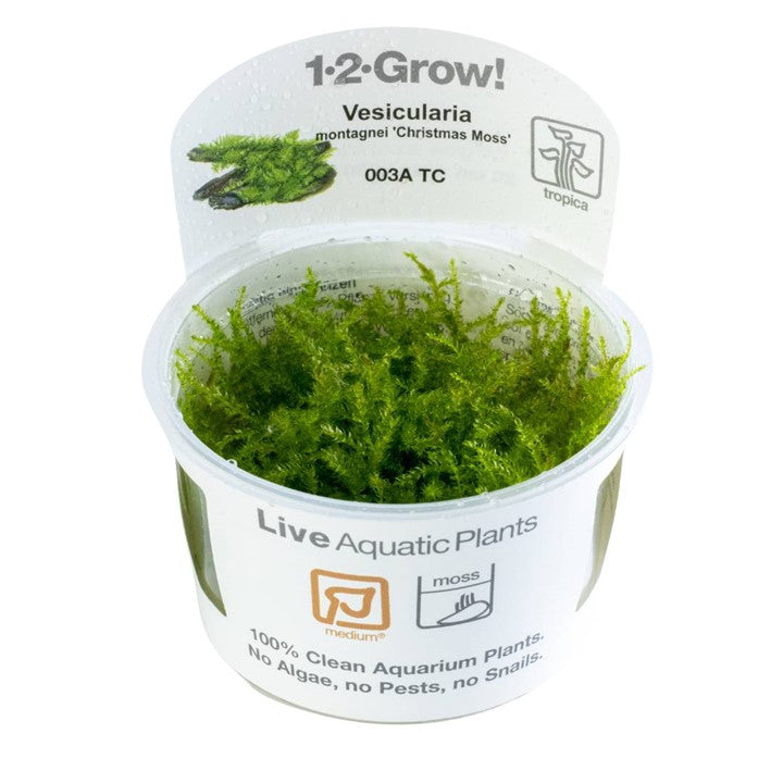 Tropica 1•2•Grow! - Vesicularia montagnei 'Christmas Moss'
