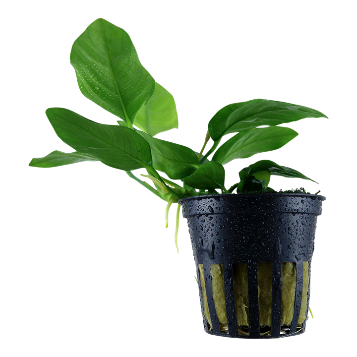 Tropica Potted - Anubias barteri nana
