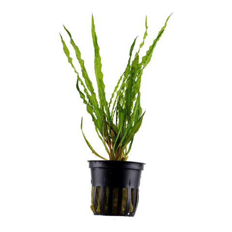 Tropica Potted - Cryptocoryne crispatula
