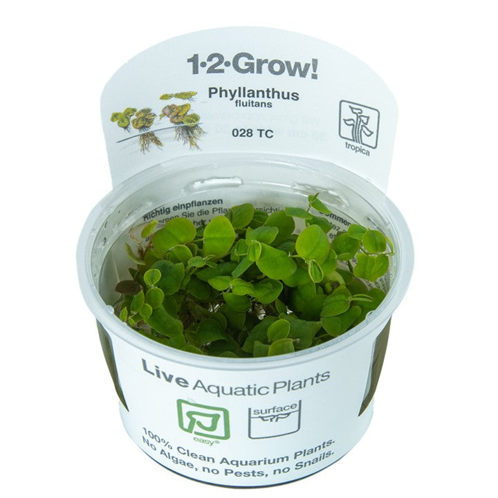 Tropica 1•2•Grow! - Phyllanthus fluitans