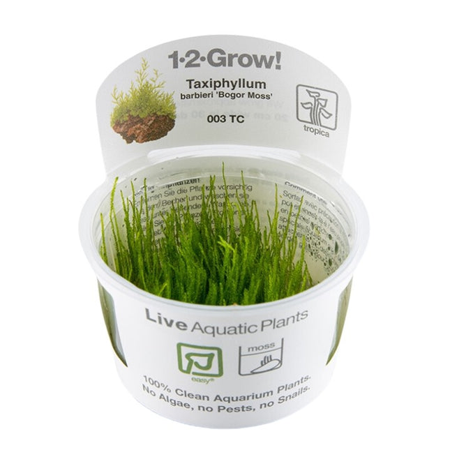Tropica 1•2•Grow! - Taxiphyllum barbieri 'Bogor Moss'