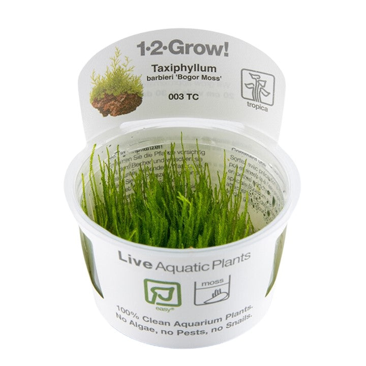 Tropica 1•2•Grow! - Taxiphyllum barbieri 'Bogor Moss'