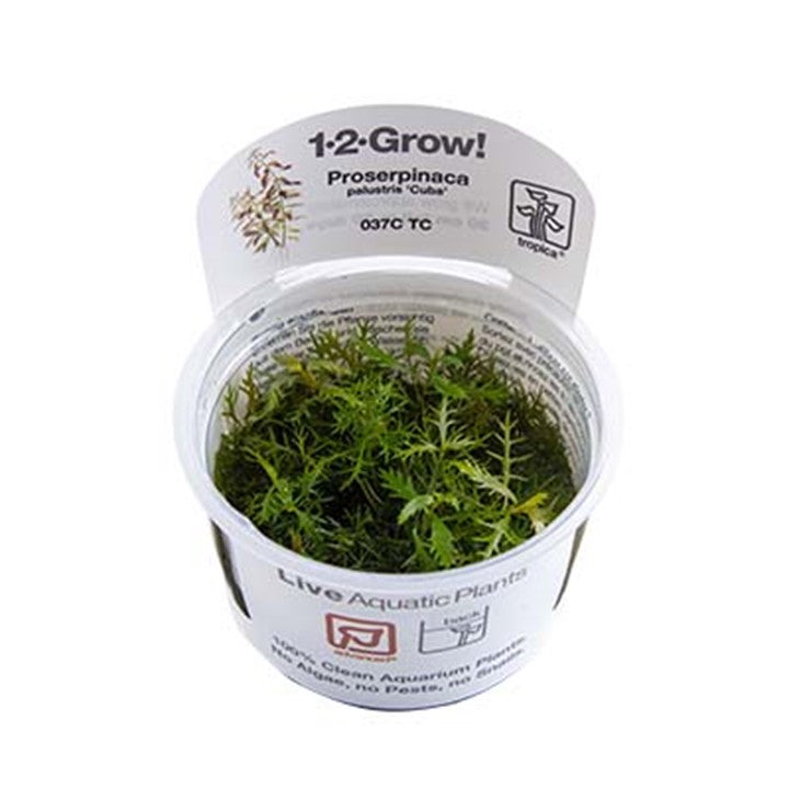 Tropica 1•2•Grow! - Proserpinaca palustris 'Cuba'