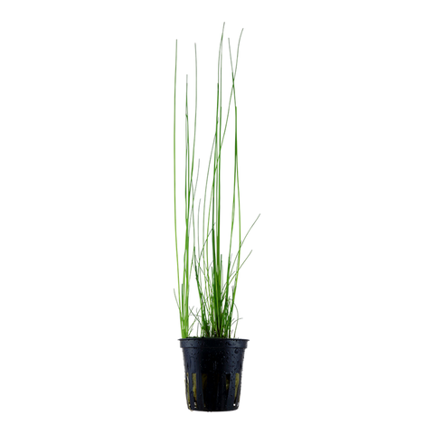 Tropica Potted - Eleocharis montevidensis
